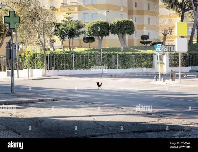 Descubre el Mágico Mundo de la Ruta del Pollo en España Online in Spain
