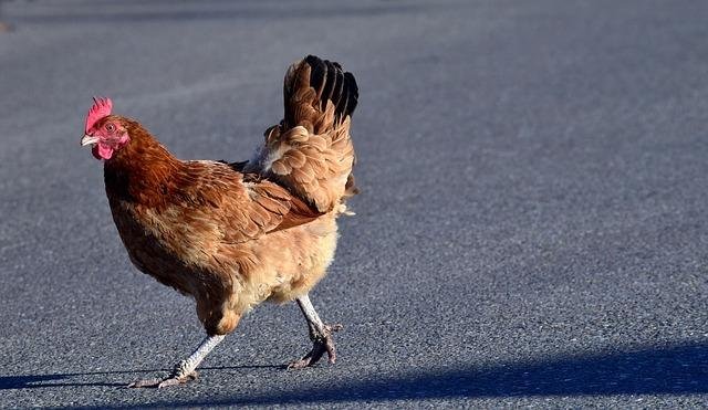 Een Duivelse Road naar Winnings in Het Nieuwe Chicken Road Spel